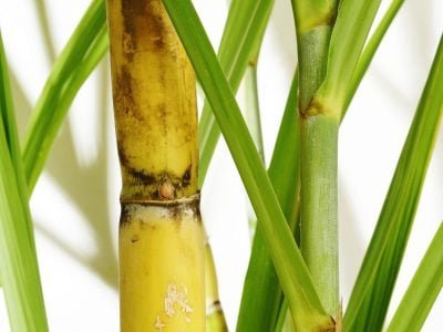 Cana - Crédito Shutterstock