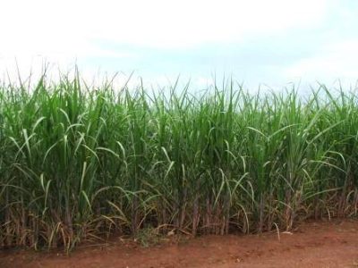 Cana-07-Credito-Ana-Maria-Diniz-11-2021