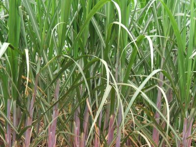 Crédito Ana Maria Diniz