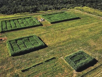 Cana - Foto: Embrapa Agroenergia