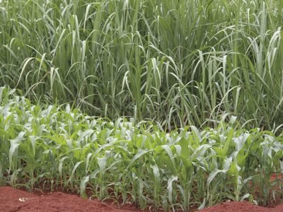 Cana e milho - Crédito Miriam Lins