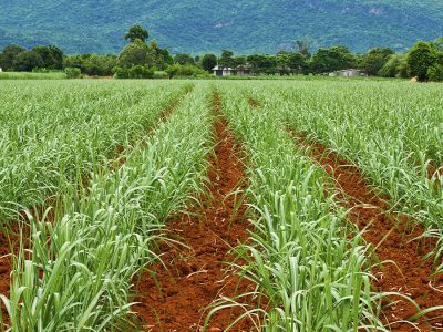 Cana - Foto: Divulgação