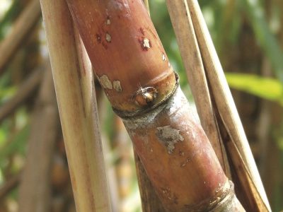 Cana - Crédito: Miriam Lins