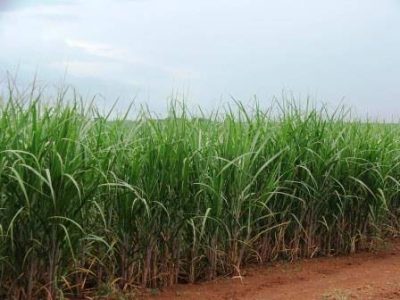 Cana-11-Credito-Ana-Maria-Diniz-05-2021