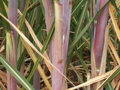 A preocupante queda de produtividade na cana