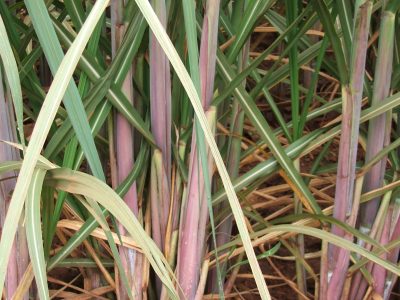 A remoção da palha de cana-de-açúcar pode dobrar o uso de fertilizantes?