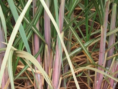 A remoção da palha de cana-de-açúcar pode dobrar o uso de fertilizantes?