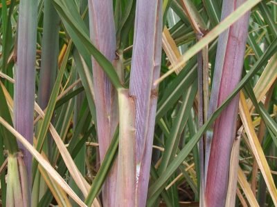 Como é o mapeamento da área com uso de água para cana-de-açúcar?