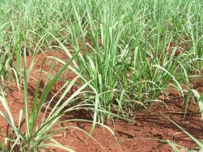 Cana-167-Crédito-Ana-Maria-Diniz-usada-em-maio-07