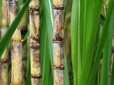 Cana - Créditos: shurtterstock