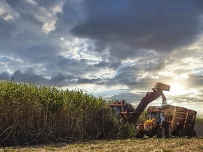 Cana - Foto: Divulgação