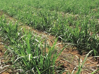 Cana - Crédito: Ana Maria Diniz