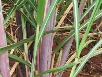 Como deve ser feita a remoção da palha de cana-de-açúcar?