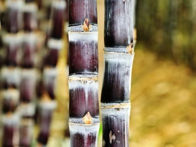 Cana - Crédito: Shutterstock