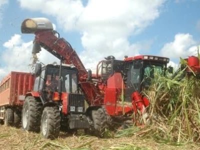 Cana-30-Crédito-Shutterstock