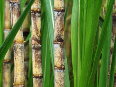 Cana - Crédito: Shutterstock