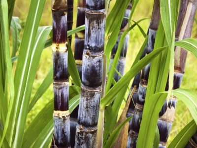 Cana - Crédito: Shutterstock