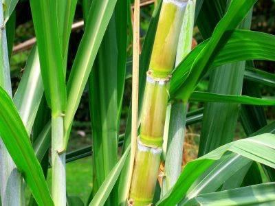 Cana - Crédito: Shutterctock