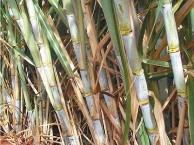 O evento prevê integrar toda a cadeia produtiva da cana-de-açúcar, como agricultura, indústria, mercado e polÃ­ticas públicas em discussões que busquem a maior competitividade do setor que está em crise na atualidade - Crédito Diego Henrique Santos