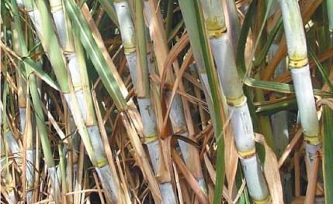 Crédito Diego Henrique Santos