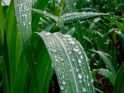 Cana - Crédito: Shutterstock