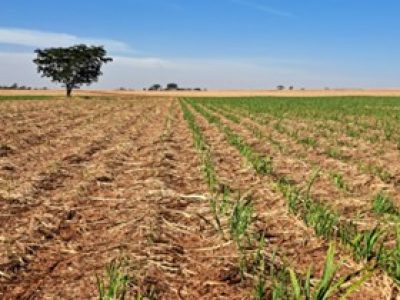 Canavial Rebrota de um canavial de sequeiro (esquerda) e irrigado por gotejamento (direita) em agosto de 2025 / Divulgação