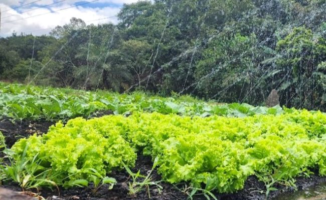 Canteiro de hortaliça 2 (Pequeno)