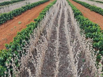 Café consorciado com soja ou milho