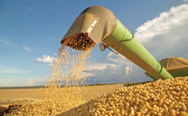The,Most,Produced,Grain,In,The,Country,,Brazilian,Soy,Stands