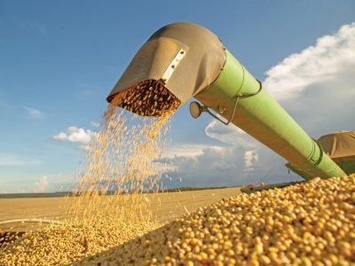 The,Most,Produced,Grain,In,The,Country,,Brazilian,Soy,Stands