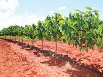 Capa 01 - Foto 01 (Médio)