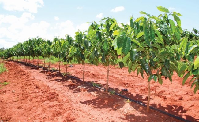 Capa 01 - Foto 01 (Médio)