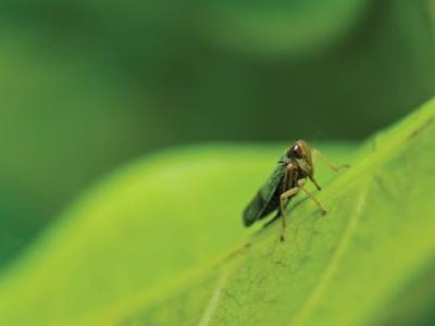 Aphid insect in green nature or in the garden