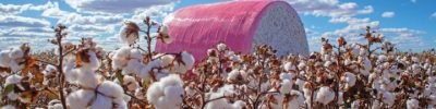 Mature,Cotton,Farm,With,Beautiful,Blue,Sky,And,Field,Harvested