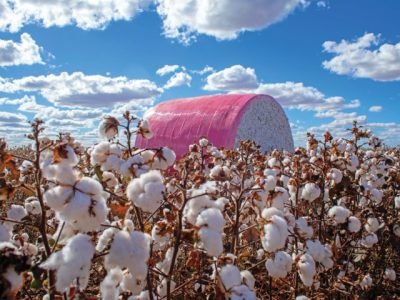 Mature,Cotton,Farm,With,Beautiful,Blue,Sky,And,Field,Harvested