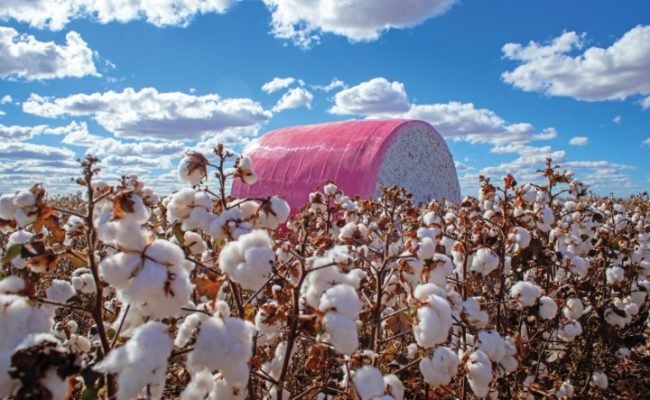 Mature,Cotton,Farm,With,Beautiful,Blue,Sky,And,Field,Harvested