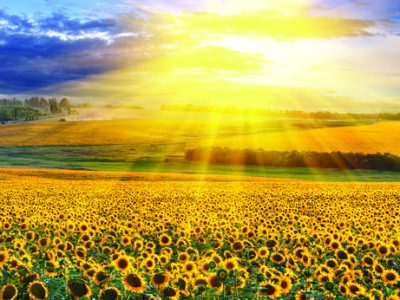 Sunset over the field of sunflowers against a cloudy sky