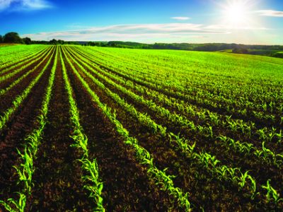 Agriculture shot: rows of young corn plants growing on a vast field with dark fertile soil leading to the horizon