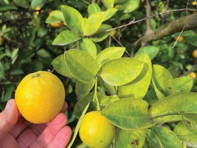 Capa 02 - Foto 01 (Médio)