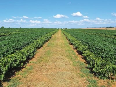 Plantio de cereais com café