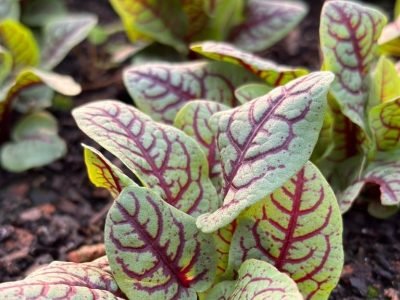 planta da calusne farms