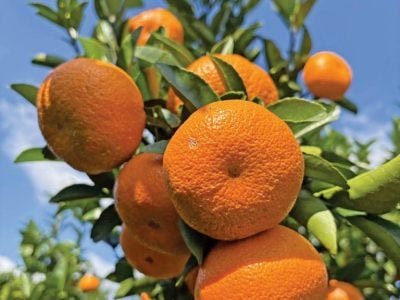 Crédito: Simonetti Citrus