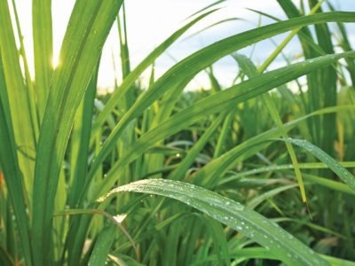 Capa 02 - Foto 01 (Pequeno)