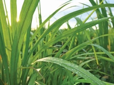 Capa 02 - Foto 01 (Pequeno)