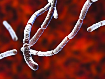 Bacillus subtilis, gram-positive bacteria, non-pathogenic for humans, used as fungicides on plants and in biotechnology for antibiotic production. 3D illustration