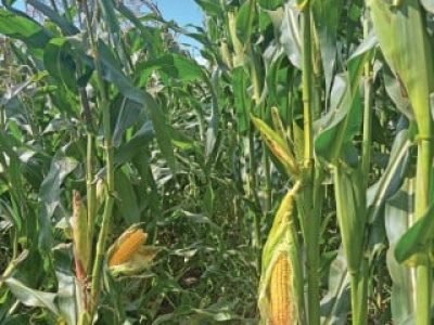 Capa 02 - Foto 01 (Telefone)