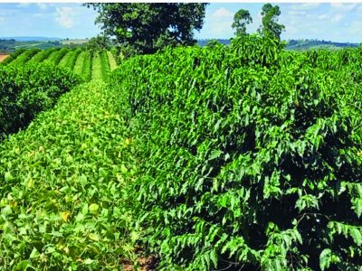 Fileiras consorciadas de café e soja em lavoura no sul de Minas Gerais