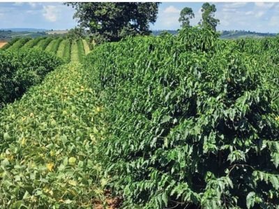 Fileiras consorciadas de café e soja em lavoura no sul de Minas Gerais