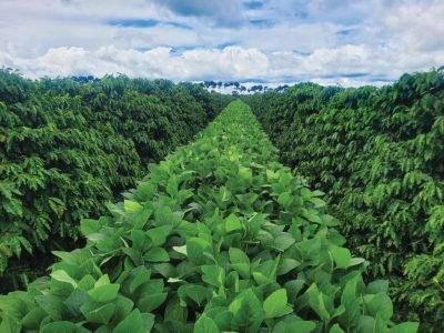 Lavoura consorciada de café e soja na Fazenda Botânica em Patrocínio (MG)