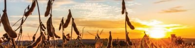 Soybean,Pods,On,The,Plantation,At,Sunset.,Agricultural,Photography.